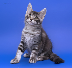 Photo №4. I will sell maine coon in the city of St. Petersburg. from nursery - price - 335$