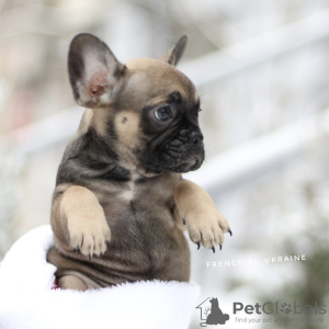 Additional photos: VIP French bulldog puppy rare color Merle blue white black girl and boy female