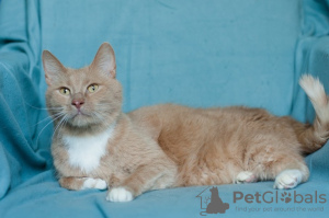 Photo №4. I will sell domestic cat in the city of Minsk.  - price - Is free