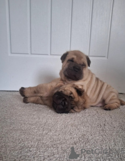 Photo №1. shar pei - for sale in the city of Asker | 465$ | Announcement № 170171