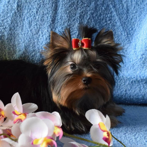 Photo №4. I will sell yorkshire terrier in the city of Polotsk. breeder - price - negotiated