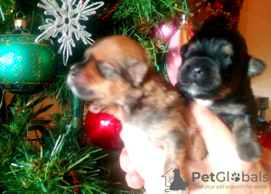 Photo №4. I will sell havanese dog in the city of Poznan. private announcement, breeder - price - 1585$