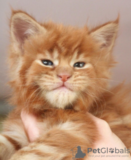 Photo №2 to announcement № 103998 for the sale of maine coon - buy in Germany 