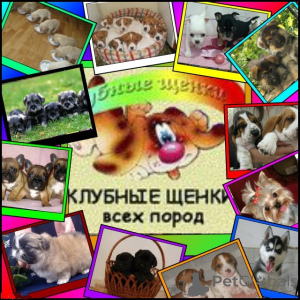 Photo №2. Service of the dog handler in Ukraine. Price - Is free. Announcement № 150034