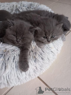 Photo №1. british shorthair - for sale in the city of Гамбург | 300$ | Announcement № 89440