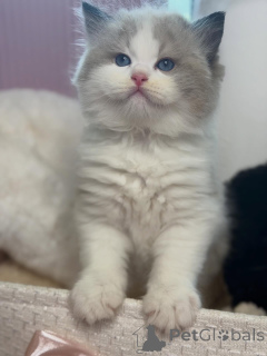 Photo №4. I will sell ragdoll in the city of Blatten. breeder - price - negotiated