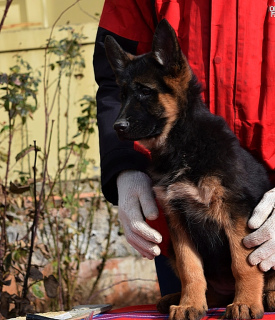 Photo №2 to announcement № 5141 for the sale of german shepherd - buy in Ukraine from nursery