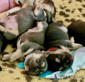 Photo №2 to announcement № 175480 for the sale of french bulldog - buy in Germany private announcement