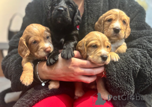Photo №3. Working cocker spaniel pups 4 puppies left. Finland