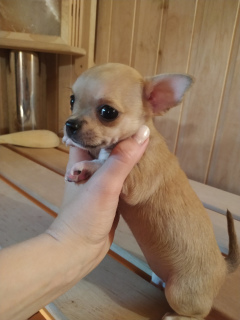 Photo №2 to announcement № 6943 for the sale of chihuahua - buy in Belarus private announcement, breeder