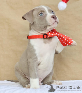 Photo №2 to announcement № 132400 for the sale of american bully - buy in Serbia breeder