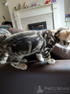 Photo №2 to announcement № 115069 for the sale of bengal cat - buy in Netherlands private announcement, breeder