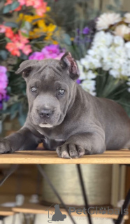 Photo №2 to announcement № 135112 for the sale of cane corso - buy in United States breeder