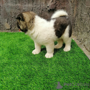 Photo №4. I will sell akita in the city of Невада.  - price - 410$