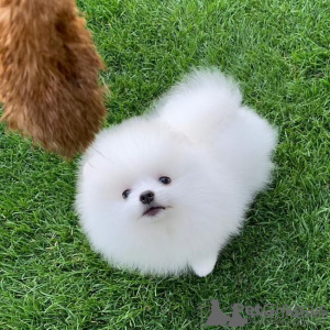 Photo №2 to announcement № 44893 for the sale of pomeranian - buy in Switzerland private announcement