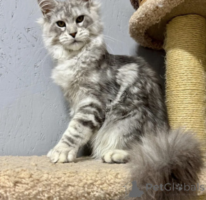 Photo №2 to announcement № 163718 for the sale of maine coon - buy in Germany breeder