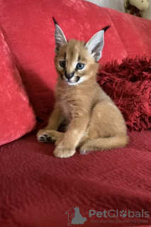 Photo №1. caracal - for sale in the city of Belgrade | 317$ | Announcement № 98351