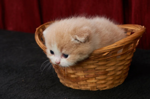 Photo №4. I will sell scottish fold in the city of Krymsk city.  - price - 288$