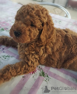 Photo №2 to announcement № 112081 for the sale of poodle (toy) - buy in Serbia breeder