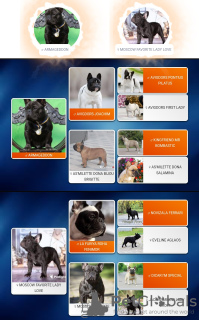 Photo №4. I will sell french bulldog in the city of Zaporizhia. private announcement, from nursery, breeder - price - 3487$