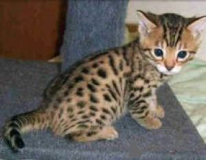 Photo №2 to announcement № 55158 for the sale of savannah cat - buy in Finland 