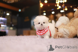Photo №1. maltese dog - for sale in the city of San Antonio | negotiated | Announcement № 155041