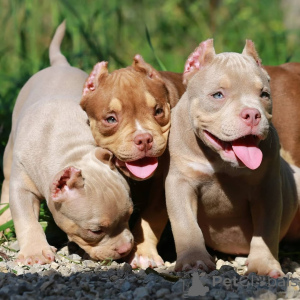 Photo №1. non-pedigree dogs - for sale in the city of Dresden | 940$ | Announcement № 147457