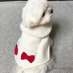 Photo №2 to announcement № 164006 for the sale of maltese dog - buy in Finland private announcement, from the shelter