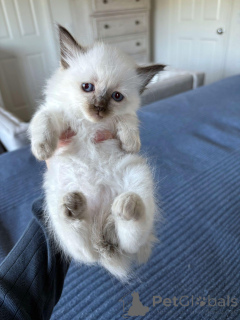 Photo №1. balinese cat - for sale in the city of Evergem | 537$ | Announcement № 172209