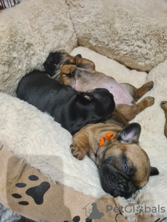 Photo №1. french bulldog - for sale in the city of Naperville | 500$ | Announcement № 101985