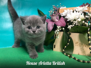 Photo №2 to announcement № 6074 for the sale of british shorthair - buy in Russian Federation from nursery, breeder