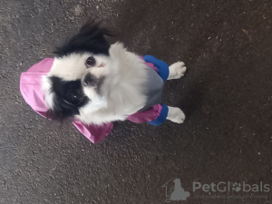 Photo №1. japanese chin - for sale in the city of Belfast | 651$ | Announcement № 56195