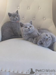 Photo №1. british shorthair - for sale in the city of Erfurt | 370$ | Announcement № 108600