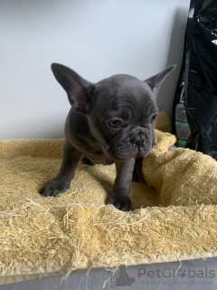 Photo №2 to announcement № 99337 for the sale of french bulldog - buy in Germany private announcement, from nursery