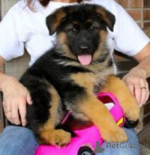 Photo №1. german shepherd - for sale in the city of Франкфурт-на-Майне | negotiated | Announcement № 138414
