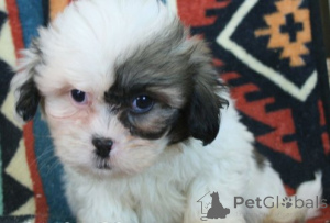 Photo №1. lhasa apso - for sale in the city of Leipzig | 376$ | Announcement № 149054