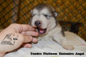 Photo №4. I will sell alaskan malamute in the city of Petropavlovsk. from nursery - price - 0$