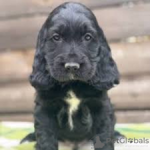 Photo №1. english cocker spaniel - for sale in the city of Berlin | 723$ | Announcement № 157202