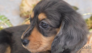 Photo №3. Dwarf long-haired apple dachshund. Austria