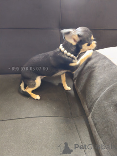 Photo №4. I will sell non-pedigree dogs in the city of Tbilisi. private announcement, from nursery, breeder - price - negotiated