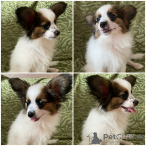 Photo №4. I will sell papillon dog in the city of Гродна. private announcement - price - 1585$