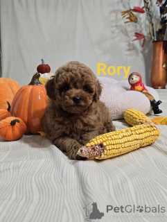 Photo №1. poodle (toy) - for sale in the city of Zrenjanin | negotiated | Announcement № 176731