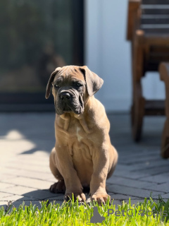 Photo №2 to announcement № 152349 for the sale of cane corso - buy in Germany breeder