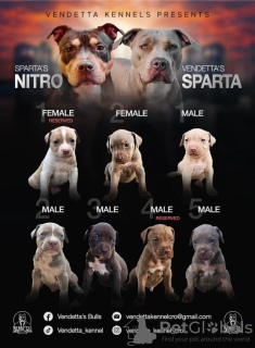 Photo №1. american pit bull terrier - for sale in the city of Zagreb | negotiated | Announcement № 106844