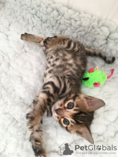 Photo №1. bengal cat - for sale in the city of Берлинген | 370$ | Announcement № 111975