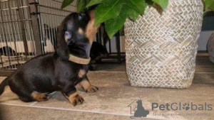 Photo №2 to announcement № 98130 for the sale of dachshund - buy in Latvia private announcement