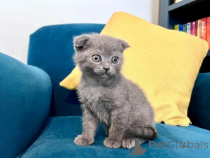 Photo №1. scottish fold - for sale in the city of Asheville | 300$ | Announcement № 173960