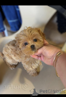 Photo №4. I will sell maltipu in the city of Minsk. from nursery - price - 2000$