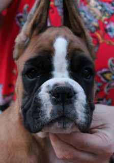 Photo №3. German Boxer puppies cropped and not cropped. Russian Federation