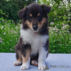 Photo №1. border collie - for sale in the city of Athens | negotiated | Announcement № 178075